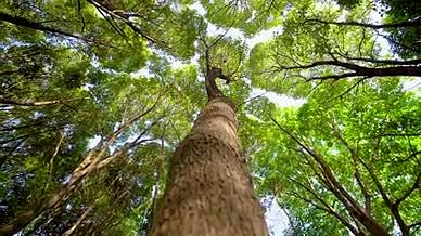 4k仰拍森林风光树林空镜头视频的预览图